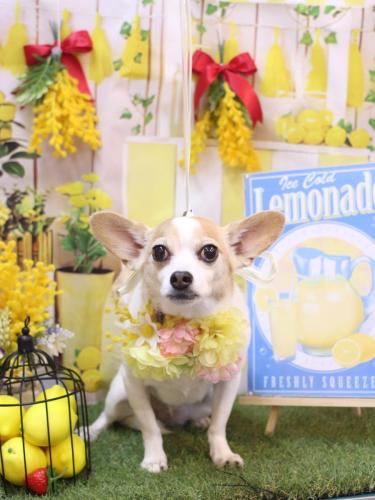 20240420うにちゃん